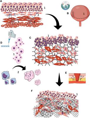 Tissue engineering in reconstructive urology—The current status and critical insights to set future directions-critical review